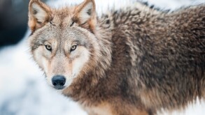 wolf (lat. Canis lupus) standing in the snow, focus is on the eyes
