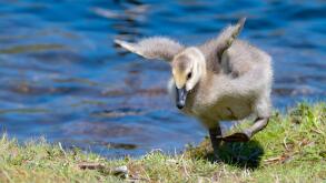 A closeup of a young baby Canada Goose trying unsuccessfully to fly. He is on grass, and blue water is in the background.