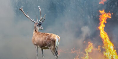 Deer,On,A,Background,Of,Burning,Forest.,Wild,Animal,In