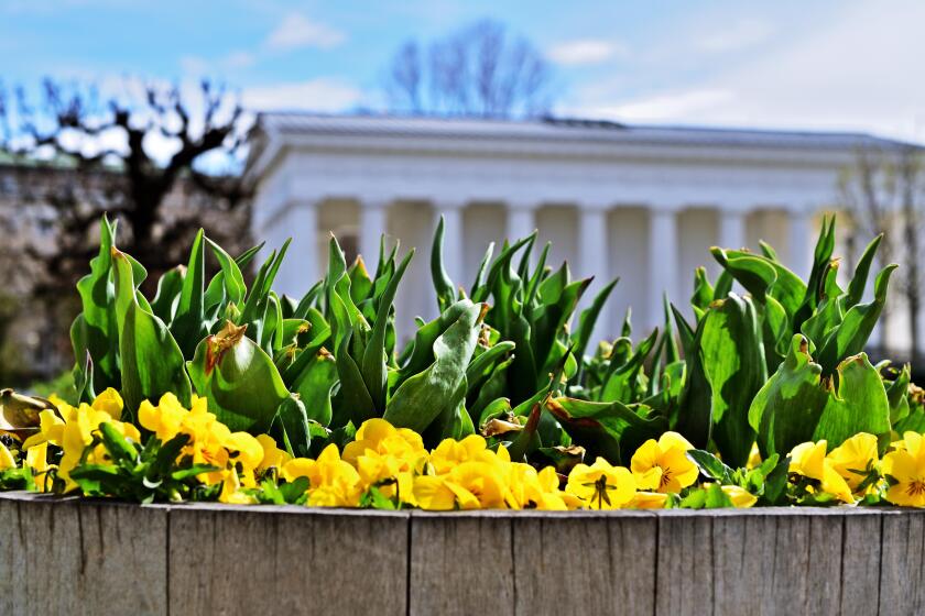 Flowers in the Volksgarten in Vienna, Austria