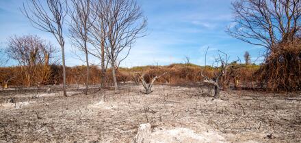 field planted with orange trees in Sicily burned by fire