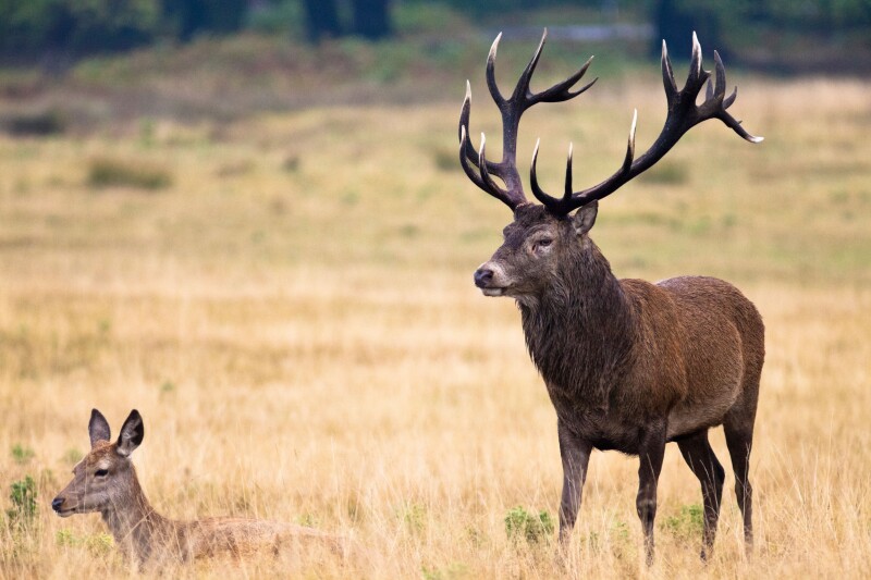 Red Deer - Cervus Elaphus - stag and hind in Richmond Park, UK