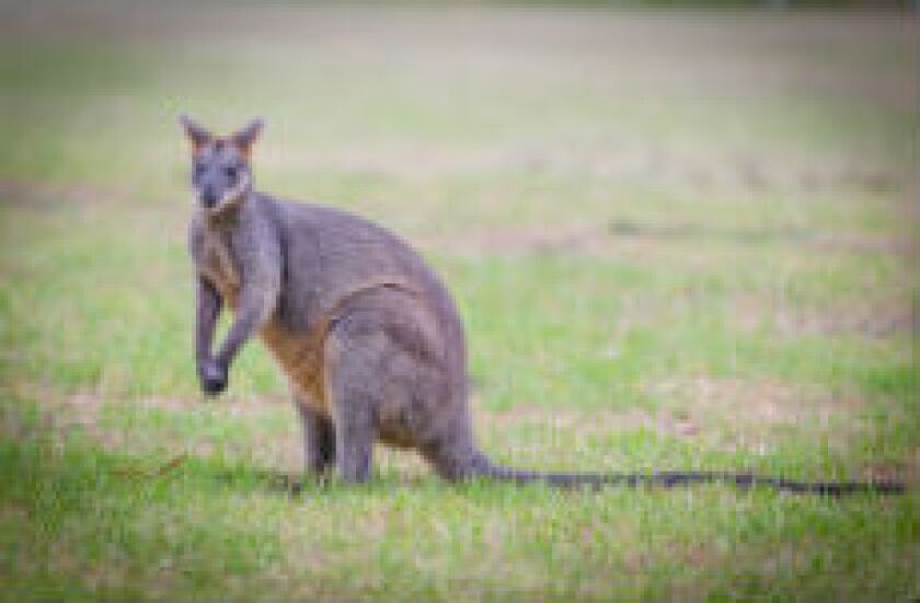 Kangaraoo_fotolia_230x150