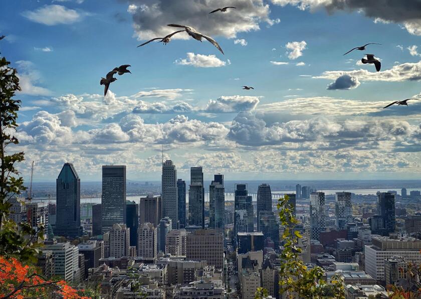 View of downtown Montreal from the top of Mount Royal
