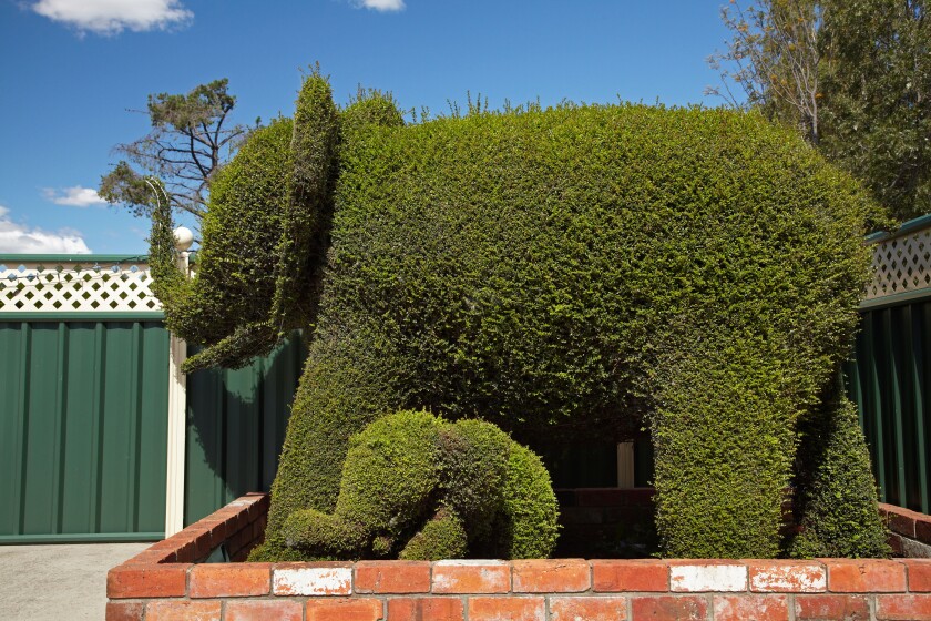 Elephant Topiary, Railton, Northern Tasmania, Australia