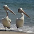 Australian pelican (Pelecanus conspicillatus)