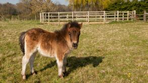 A bay coloured Shetland foal standing in a field with a Round Schooling Pen in the back ground
