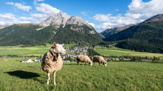 A happy sheep near La Punt-Chamues-ch, Switzerland, Europe