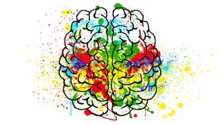 Brain