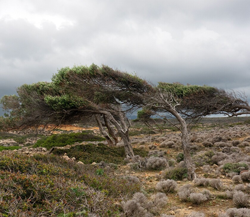 bent_trees_as1500908123.jpg