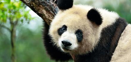Giant Panda (Ailuropoda melanoleuca) perched on a tree, captive, Chengdu Research Base of Giant Panda Breeding or Chengdu Panda