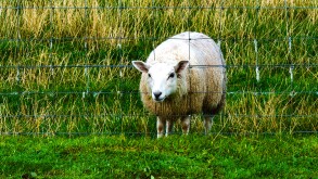 sheep-DNPHCR.jpg