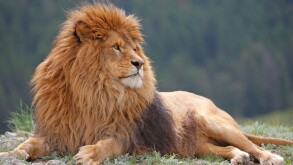 Barbary Lion (Panthera leo leo), lying male.
