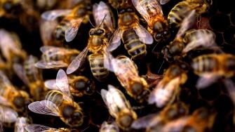 Busy bees in hive / close up of honey bees