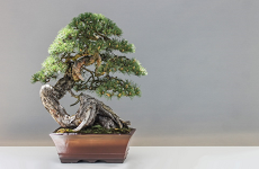 Bonsai tree230px