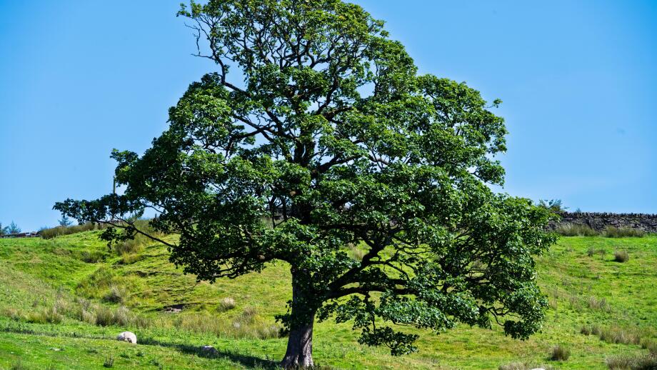 Oak tree in a field.