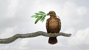 Peace through strength foreign policy concept represents military power as a powerful and strong war hawk holding an olive branch for freedom.