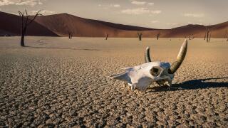 Cattle skull in desert, Windhoek, Namibia, Africa