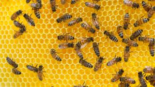 Working bees on honey cells