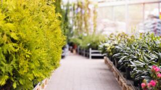 thuja trees and rhododendrons for sale in gardening store
