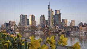 The daffodils on the banks of the Main start to bloom in front of Frankfurt's banking skyline, Frankfurt am Main, Hesse, Germany