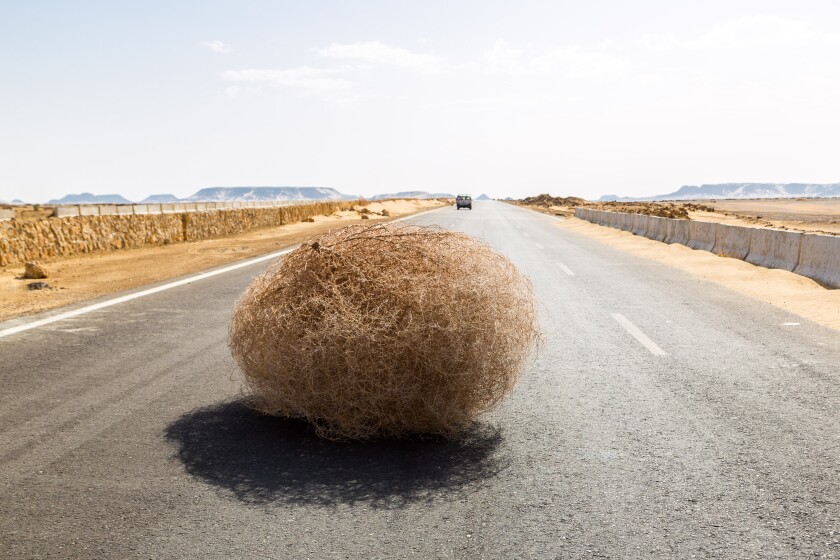 Giant tumbleweed on the highway with sandy dunes, between el-Bah