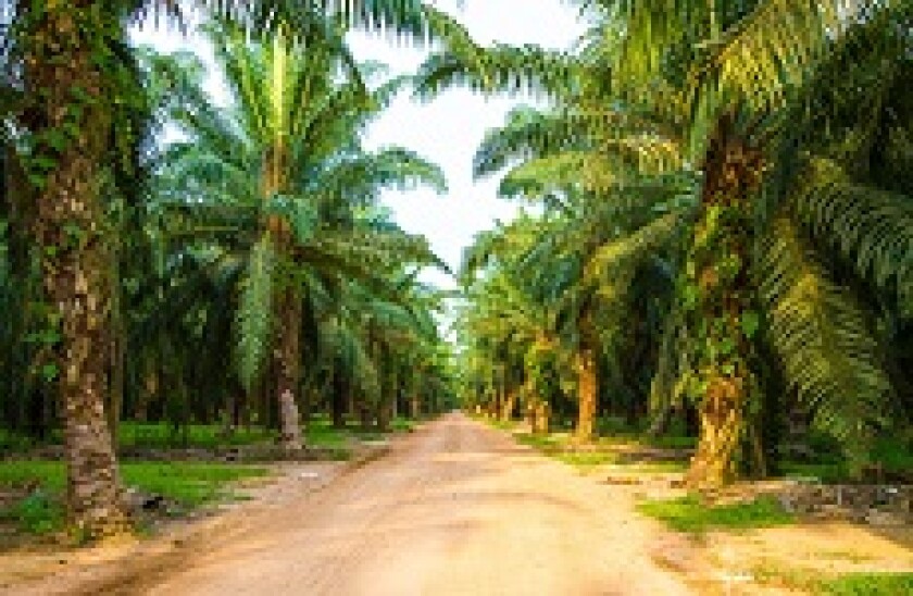 PalmPlantation_230px