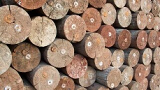 Wood trees trunks timber for paper industry from Alamy 230x150