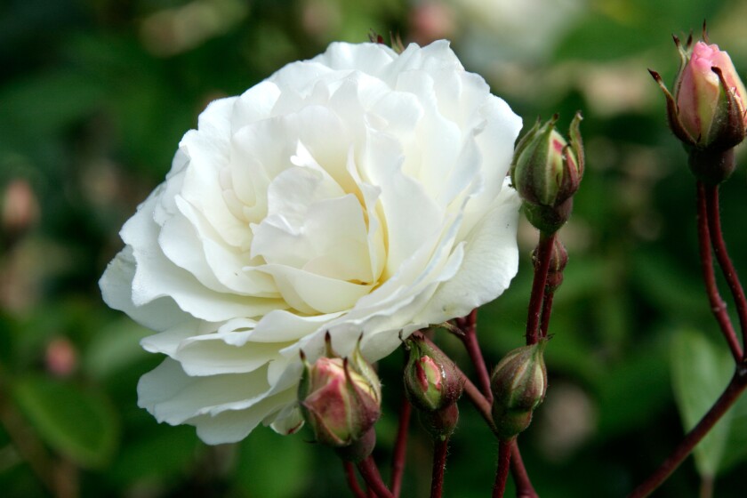 Hybrid musk rose Prosperity