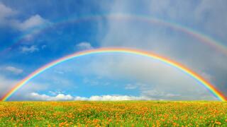Landscape with blossoming field and rainbow