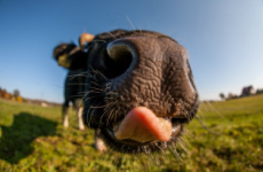 Cow_Nose_6April2017_Fotolia_230x150