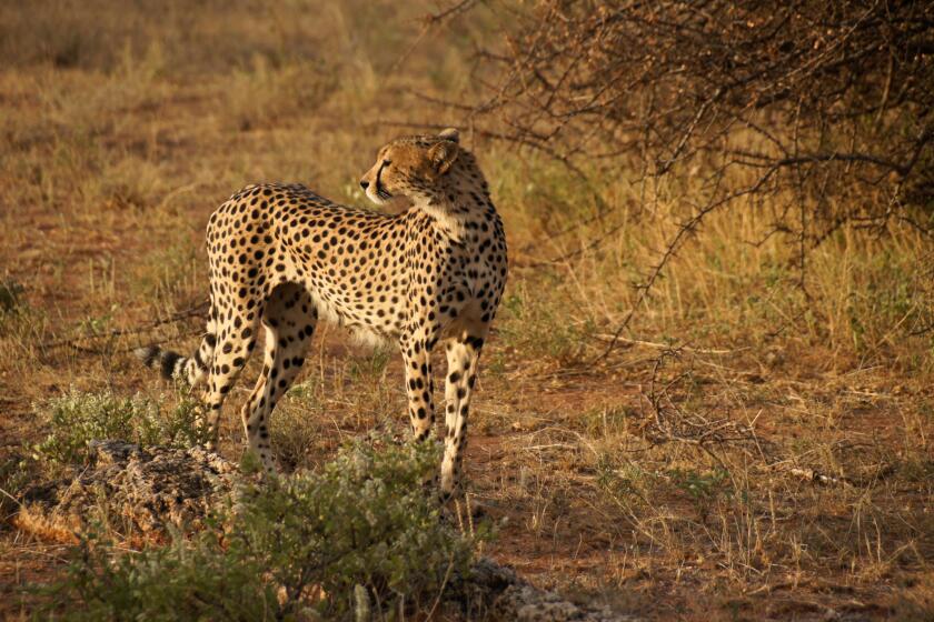 Hungry cheetah, Samburu Game Reserve, Kenya