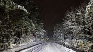 Swedish forest from alamy 16 jan 25.jpg