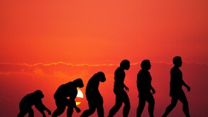 Human evolution