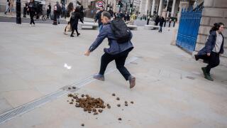 A member of the public chases a piece of paper near manure dropped by a City Police horse in the City of London, the capital's financial district, on 6th February 2024, in London, England.