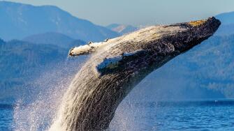 Humpback whale breaching in front of the beautiful scenery of the British Columbia Coastal Mountains near the Broughton Archipelago, First Nations Ter