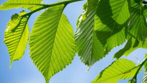 Wych elm Leaves Ulmus glabra