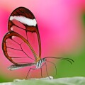 Glasswing Butterfly / (Greta oto) / Glasswinged Butterfly, side