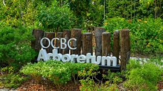 The OCBC Arboretum at Singapore Botanic Gardens