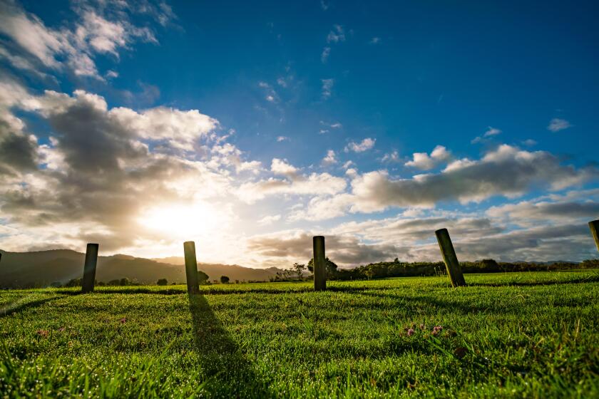 New Zealand green field sunrise_alamy_26Oct22