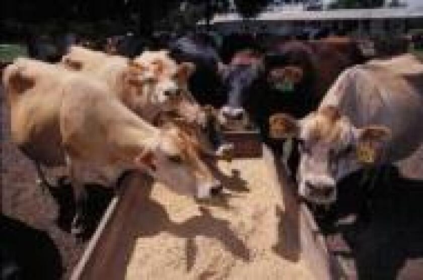 animal-feed-adisseo2.jpg