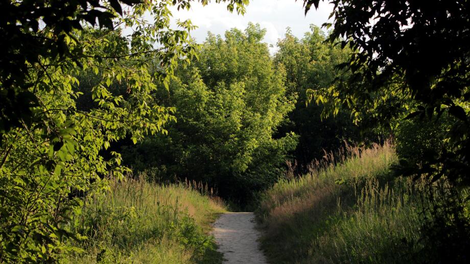 Forest path displays a clearing lit by the sun. Image shot 07/2016. Exact date unknown.