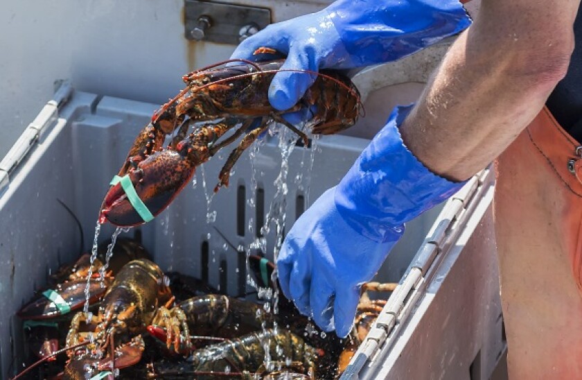 lobster_Adobe_575x375_17August2020