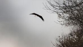 A bald eagle, Haliaeetus leucocephalus, soaring in the air amongst bare trees in the winter or spring, Leola, Pennsylvania