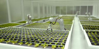 3D robots growing lettuce in a greenhouse