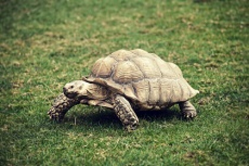 Tortoise