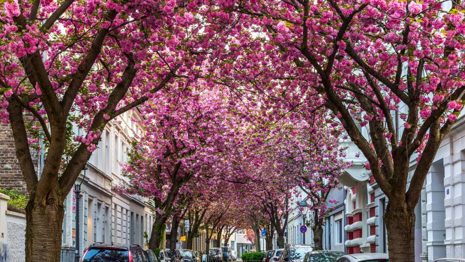 BONN, GERMANY - APRIL 21, 2018: Breitestrasse or Cherry Blossom Avenue during peak of sakura blossom in April