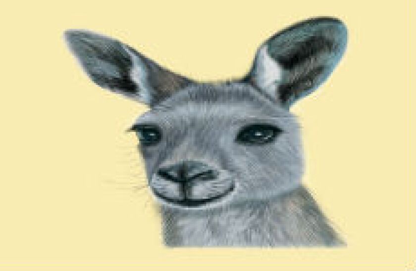 kangaroo_fotolia_230x150