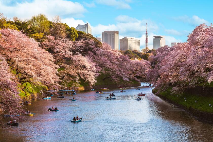 cherry blossom at chidori ga fuchi, tokyo, japan