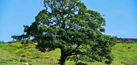 Oak tree in a field.